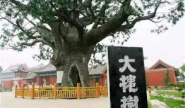 洪洞大槐树景区爆料视频,历史遗迹与民间传说的交融之旅